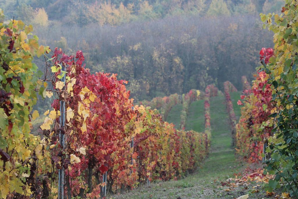 Апартаменты La Terrazza Sul Monferrato Ozzano Monferrato Экстерьер фото
